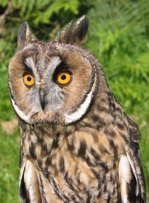 Long Eared Owl
