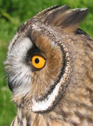 Long Eared Owl