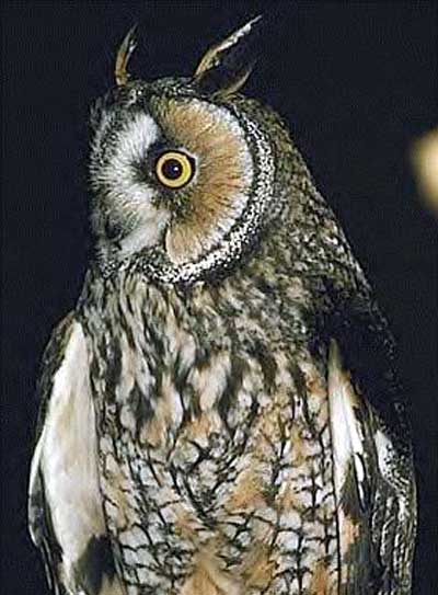 Long Eared Owl
