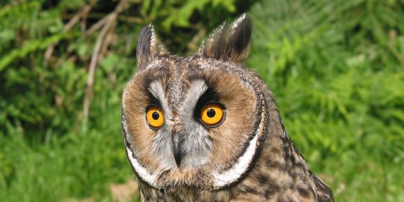 Long Eared Owl