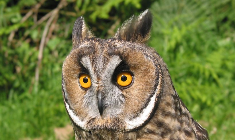 Long Eared Owl