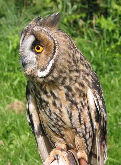 Long Eared Owl