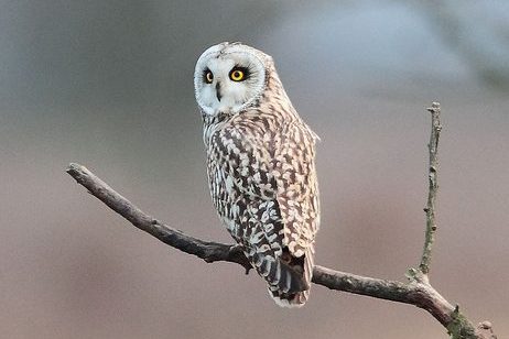 Short Eared Owl