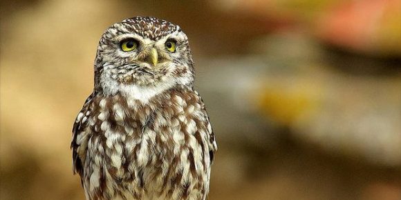 Little Owl