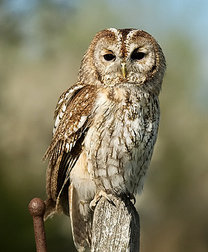 Tawny Owl