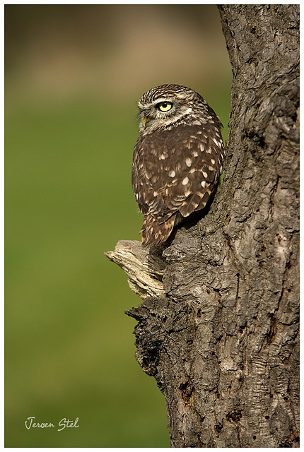 Little Owl