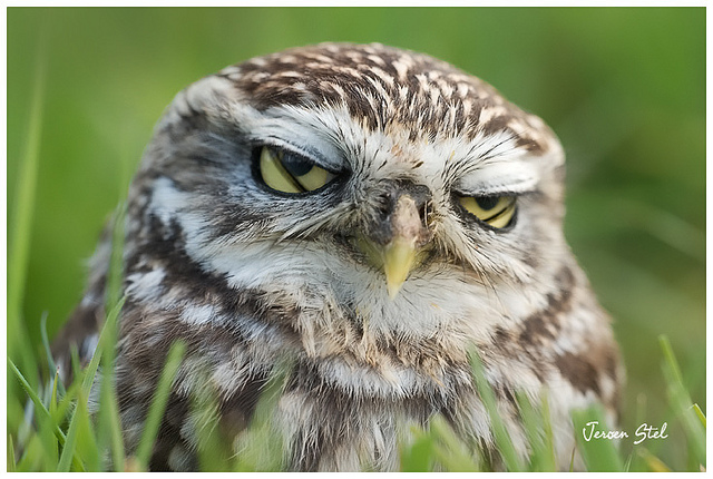 Little Owl