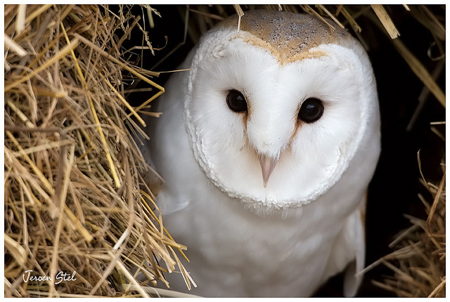 British Barn Owl