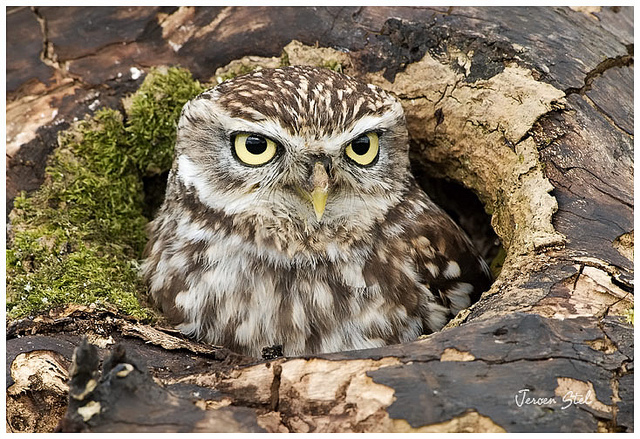 Little Owl