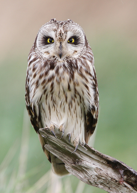 Short Eared Owl