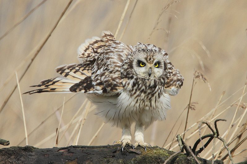 Short Eared Owl