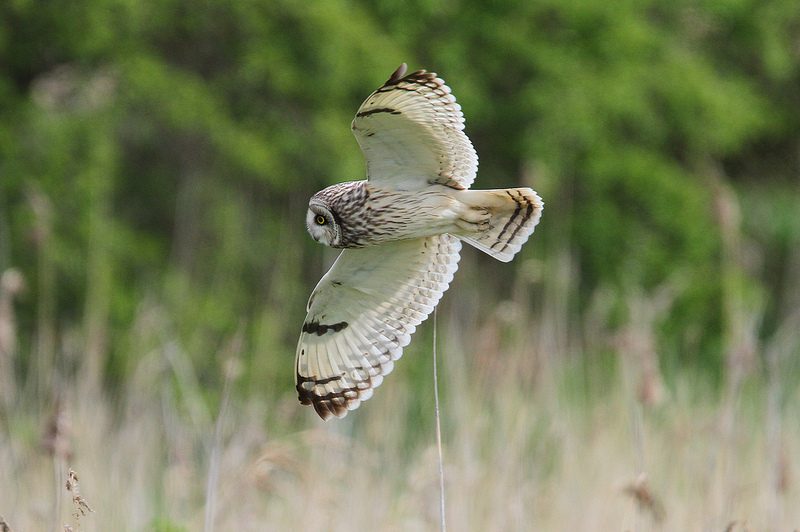 Short Eared Owl