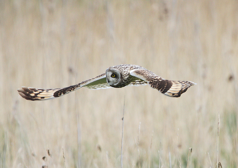 Short Eared Owl