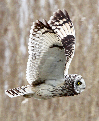 Short Eared Owl