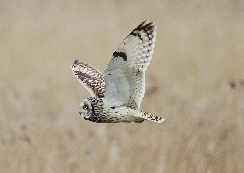 Short Eared Owl