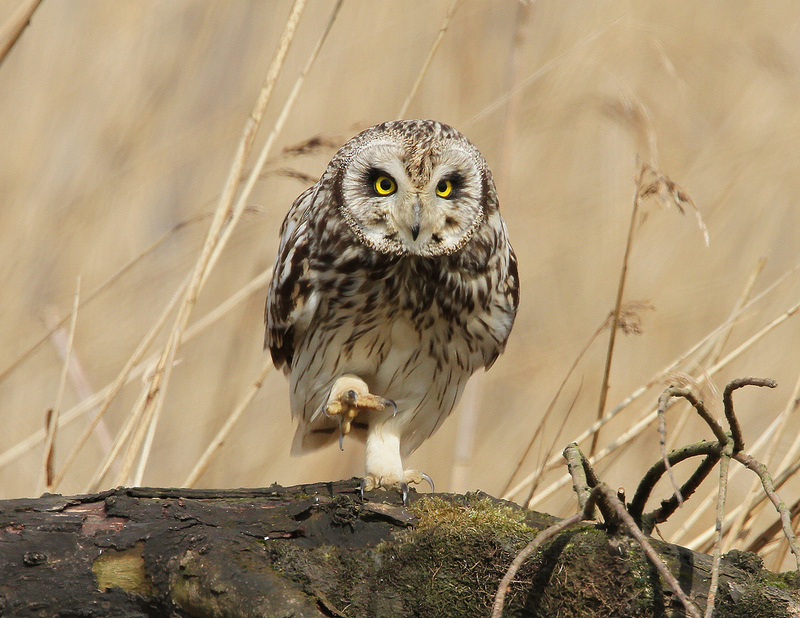 Short Eared Owl
