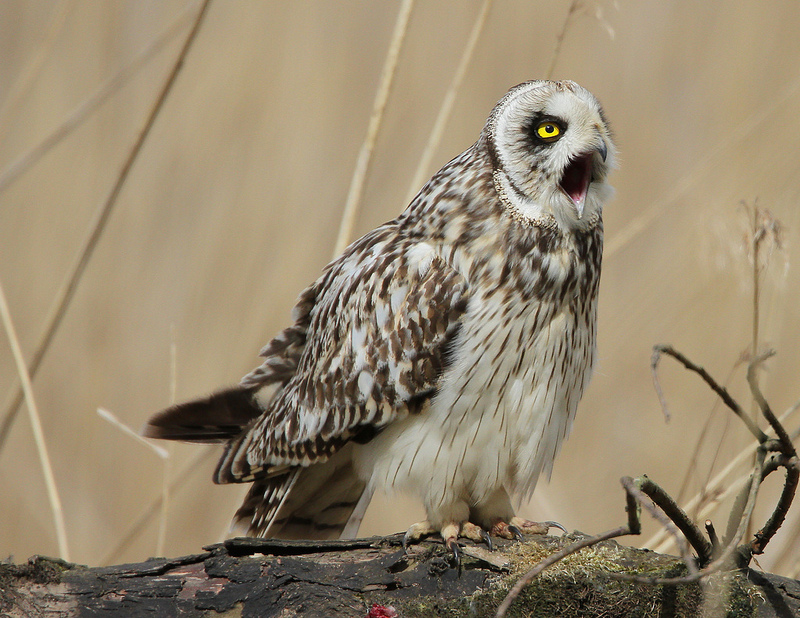 Short Eared Owl
