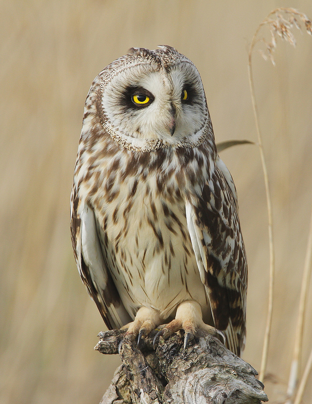 Short Eared Owl