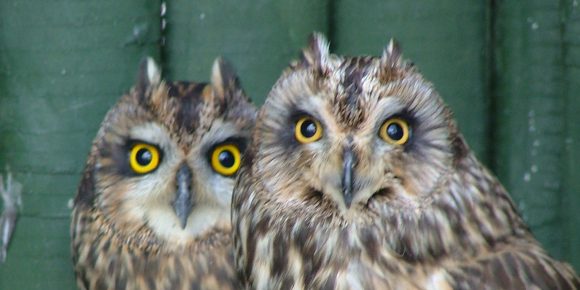 Short Eared Owl