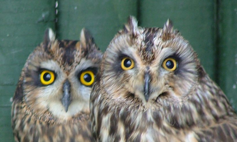 Short Eared Owl