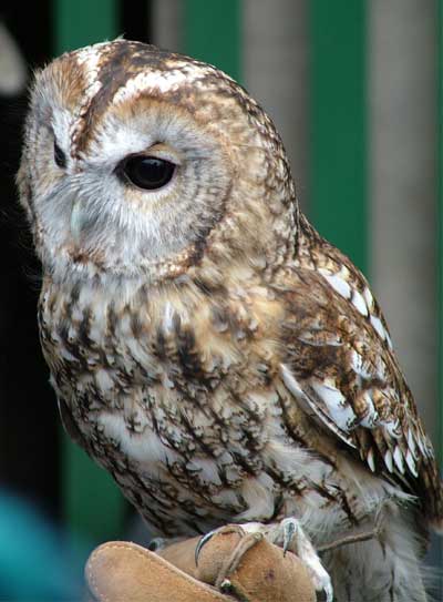 Tawny Owl