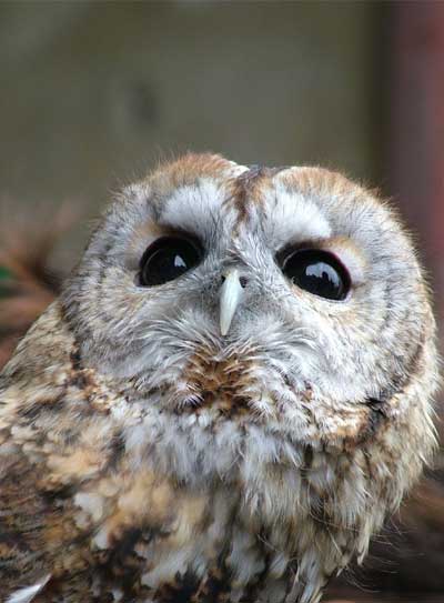 Tawny Owl