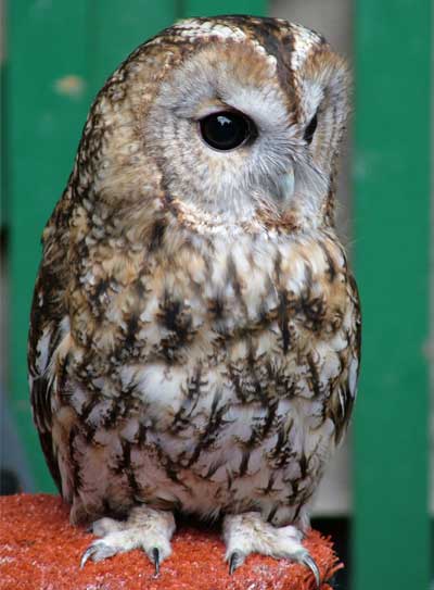 Tawny Owl