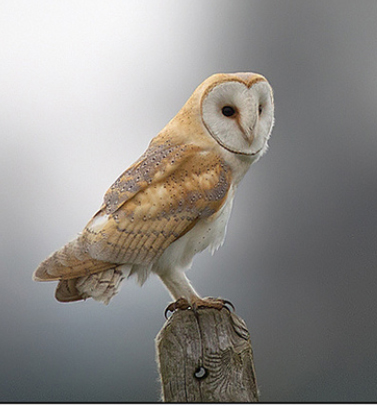 British Barn Owl