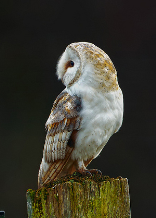 British Barn Owl