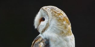 British Barn Owl