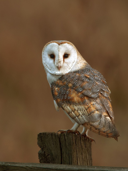 British Barn Owl