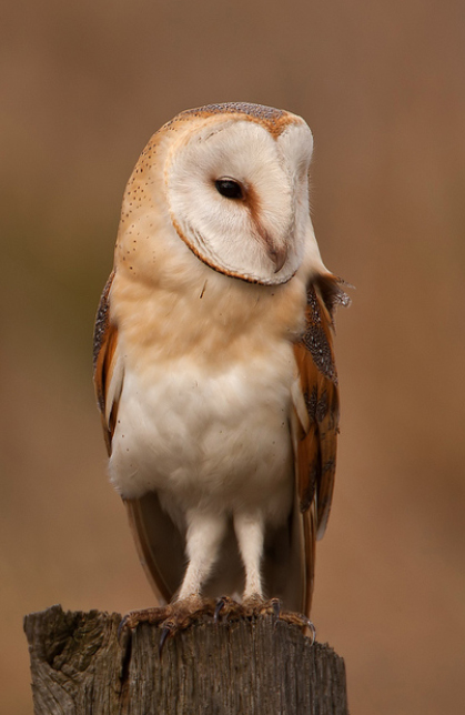 British Barn Owl