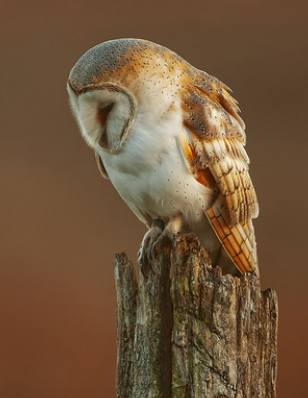 British Barn Owl
