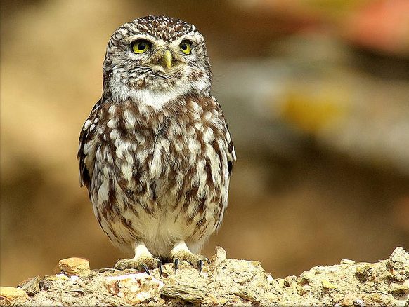 Little Owl