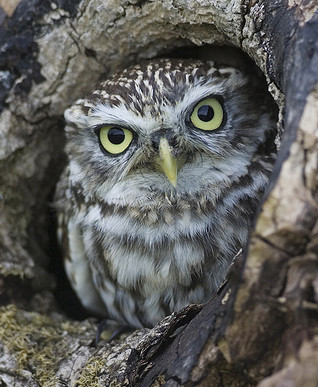 Little Owl