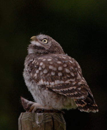 Little Owl