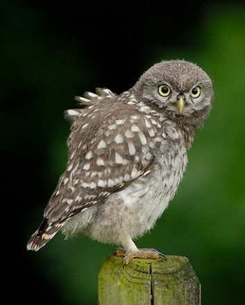 Little Owl