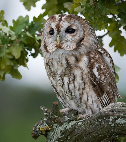 Tawny Owl