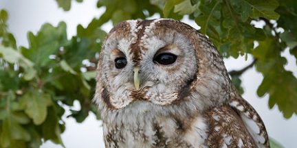 Tawny Owl