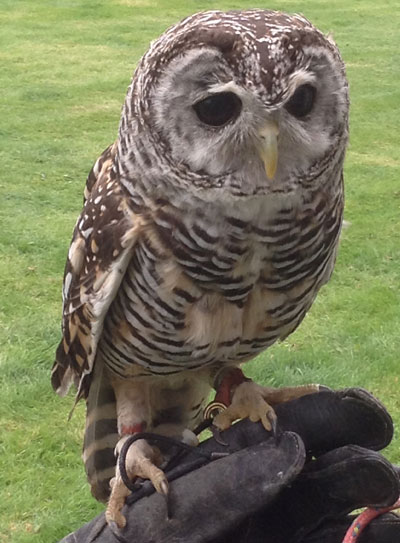 Cheeky Chops
