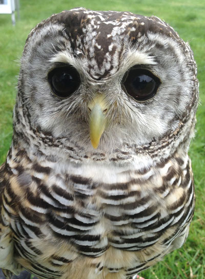 Cheeky Chops