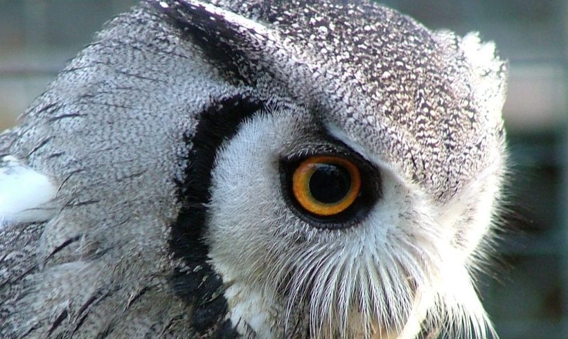 Merlin