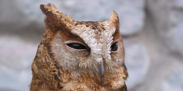 adopt an owl adopt an owl