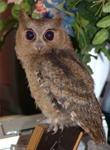 Home - Owl Rescue