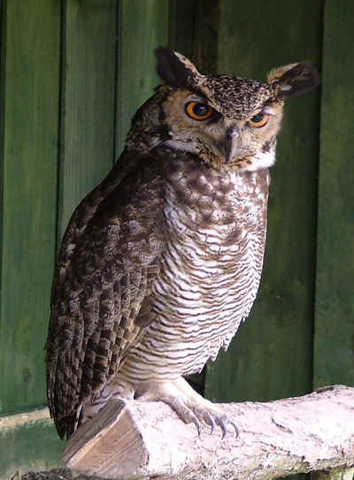 Gilbert