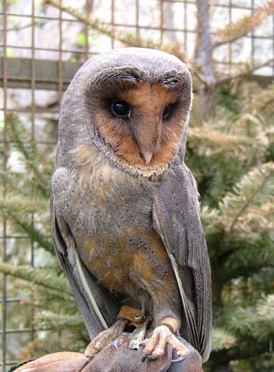 Black Barn Owl