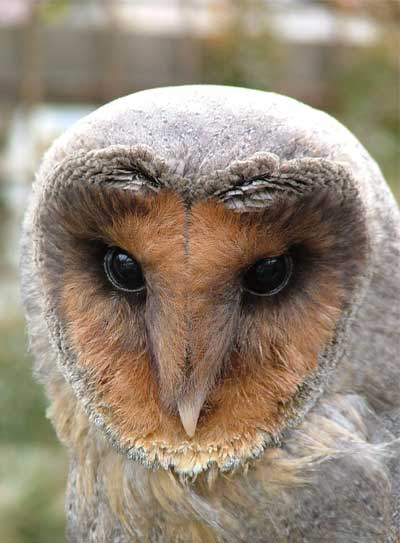 Black Barn Owl
