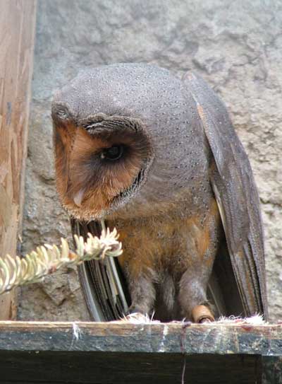 Black Barn Owl