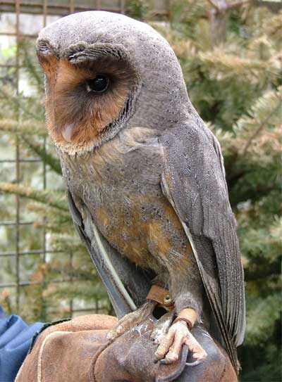 Black Barn Owl