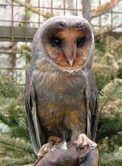 Black Barn Owl